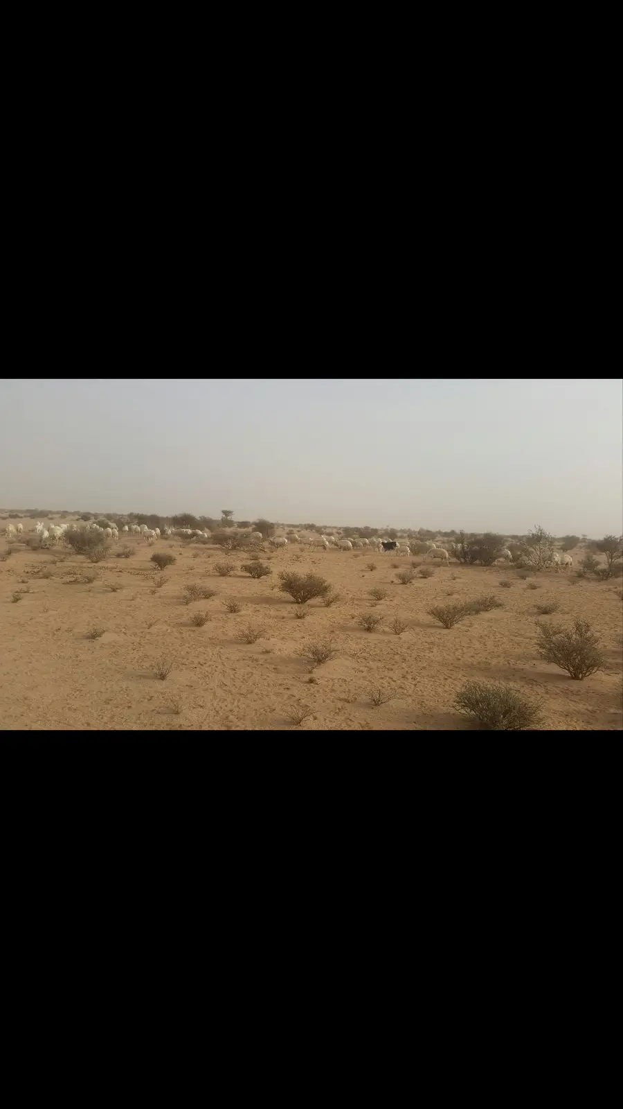 حريات طيبة للبدل بوضح طيبة (image 14)