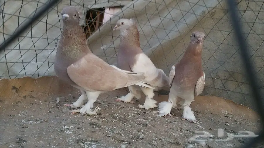 حمام تركي أصيل - فرصة لا تُفوّت! (image 7)