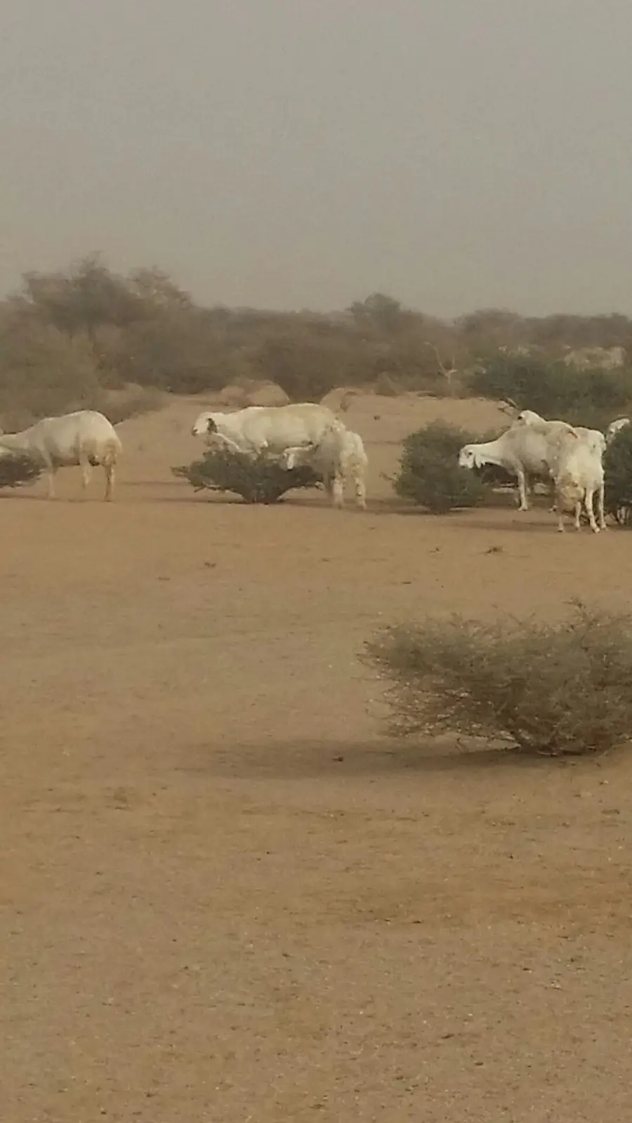 حريات طيبة للبدل بوضح طيبة (image 5)