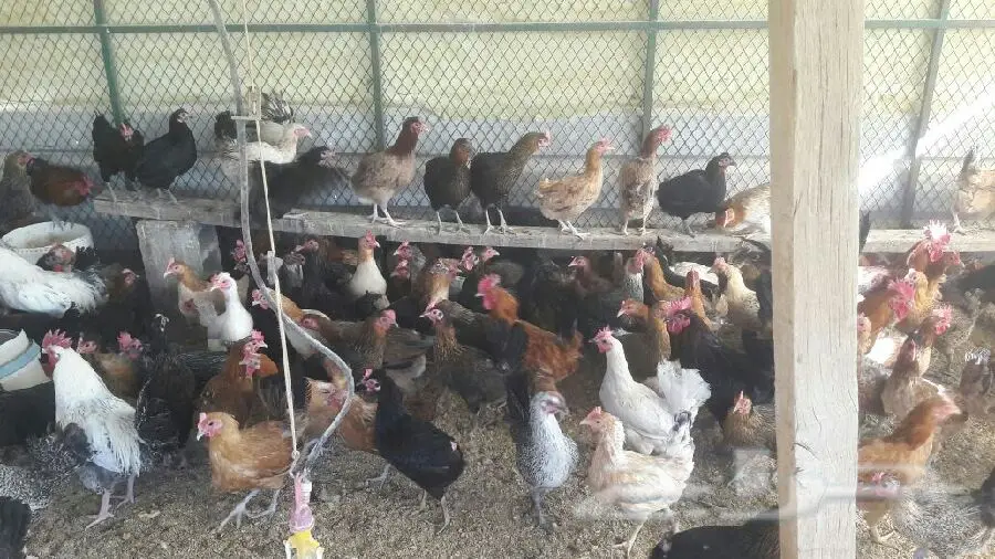 دجاج بلدي بياض ممتاز - كميات كبيرة