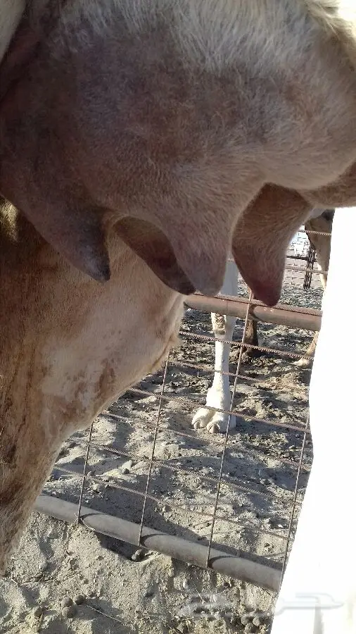 للبيع: فستان سهرة مميز - بحالة ممتازة (image 3)