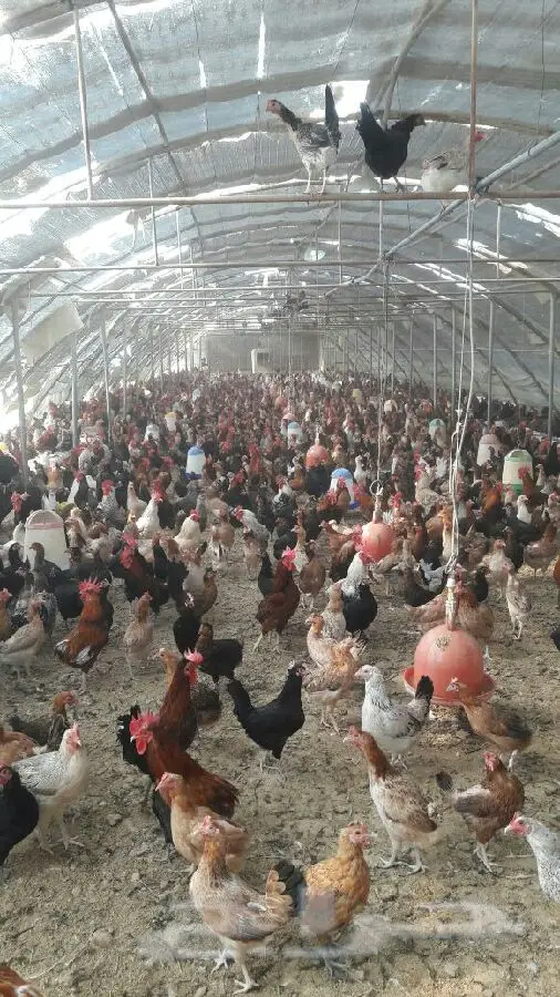 دجاج بلدي بياض ممتاز - كميات كبيرة (image 2)