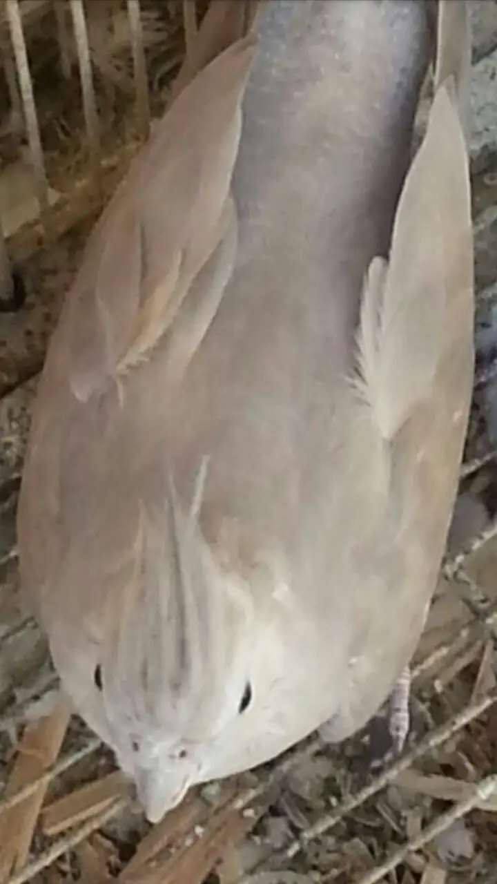 فرو طيور هولندية كريمي - فرصة ذهبية! (image 2)