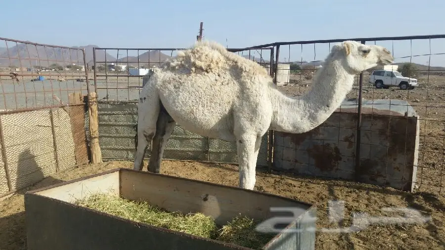 قعود اشعل للبيع (image 1)