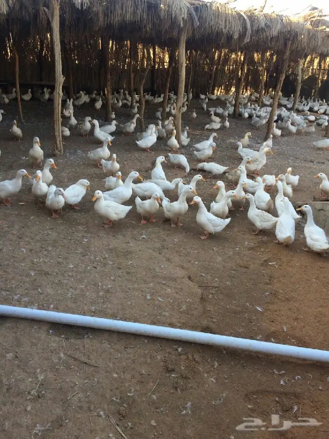 بط بكين بياض العمر - فرز للبيع (image 3)