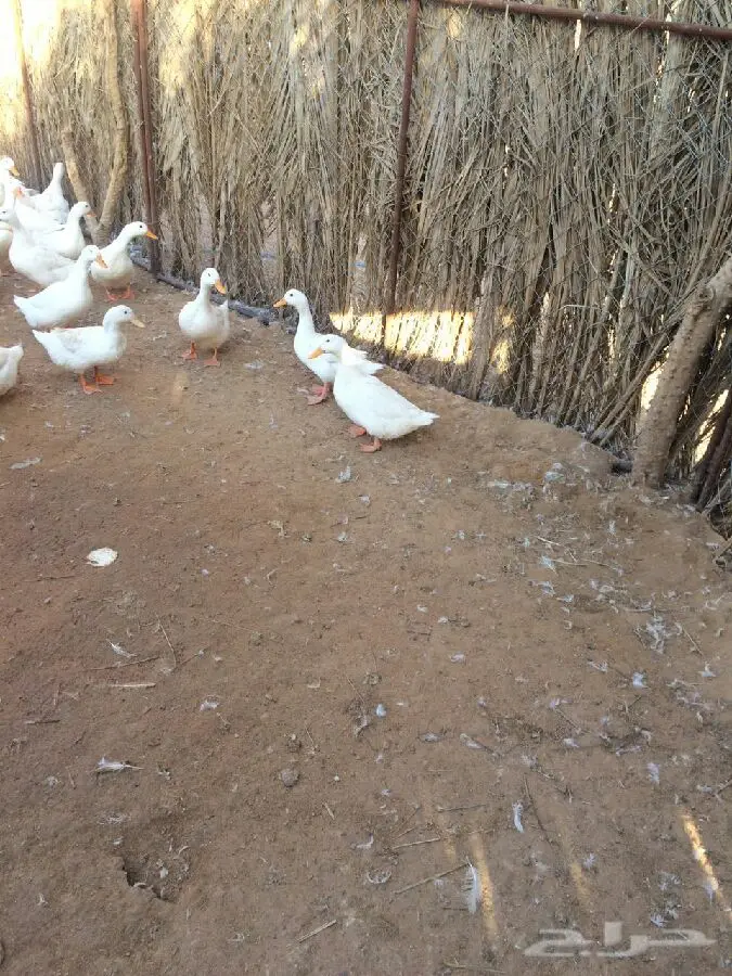 بط بكين بياض العمر - فرز للبيع (image 2)