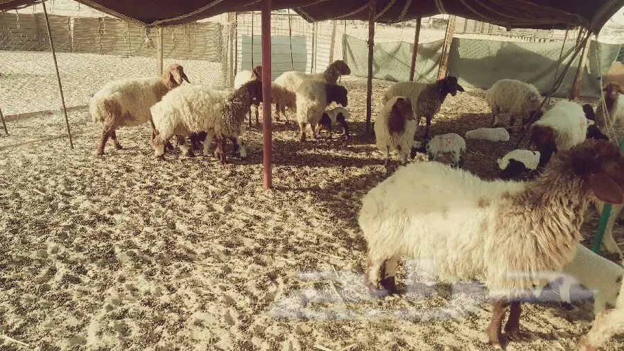 غنم نعيم ممتاز للبيع - الدمام (image 5)