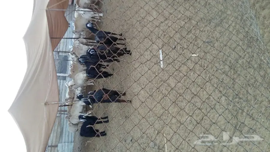 أبقار حلوب ممتازة للبيع - جدة الخمره (image 1)