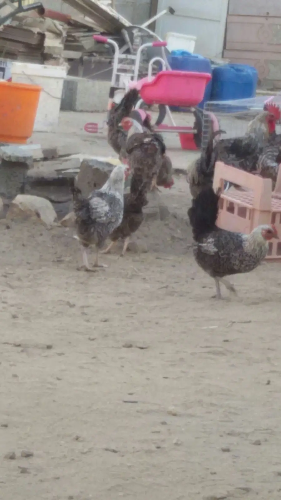 دجاج وديوك شبه فيومي  (image 1)