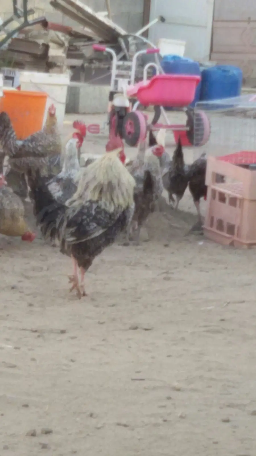 دجاج وديوك شبه فيومي  (image 2)