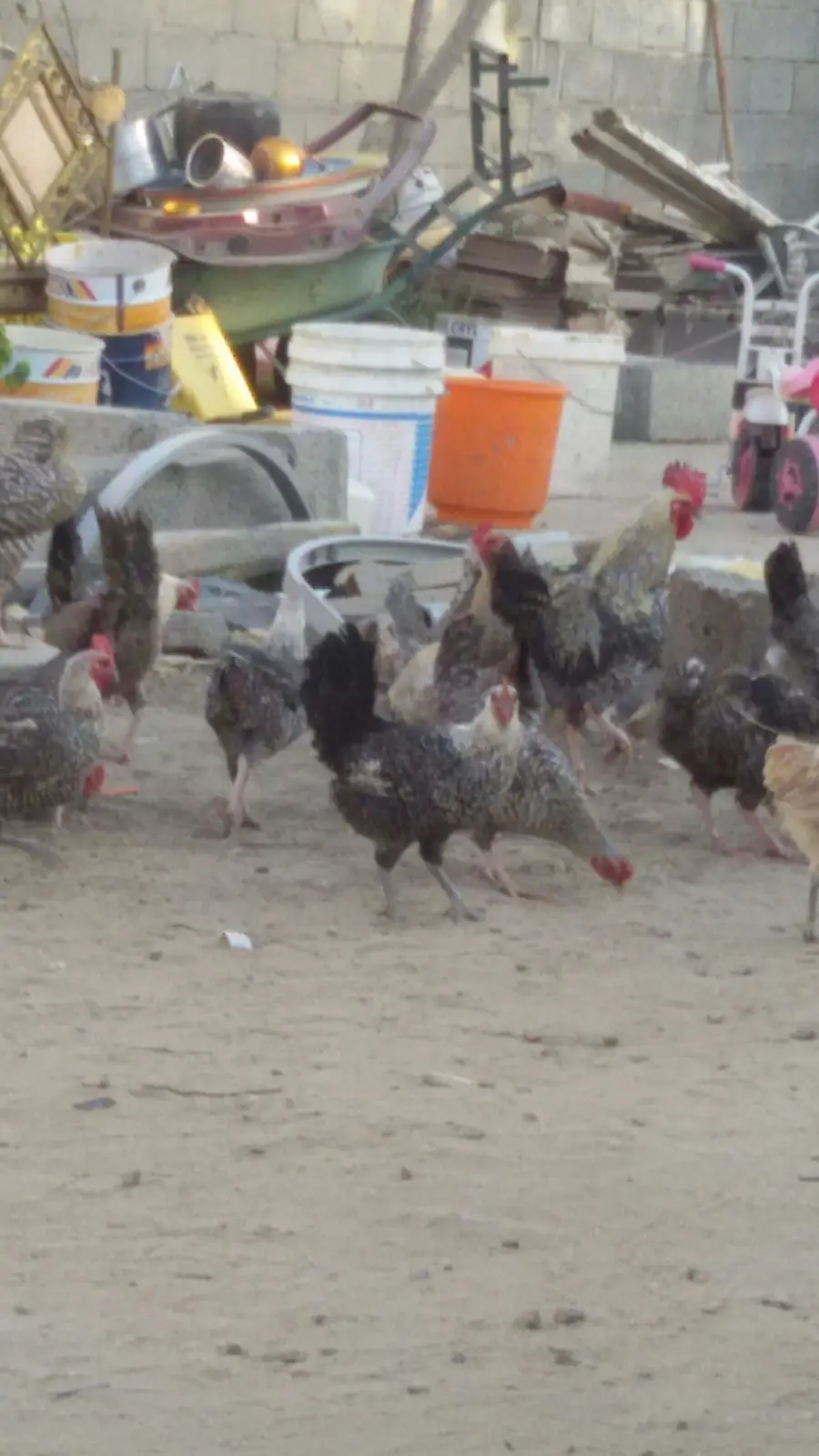 دجاج وديوك شبه فيومي  (image 4)