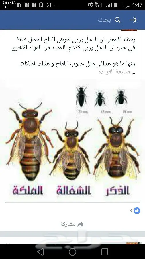 عسل البشر: زيادة الوزن الطبيعية! (image 17)