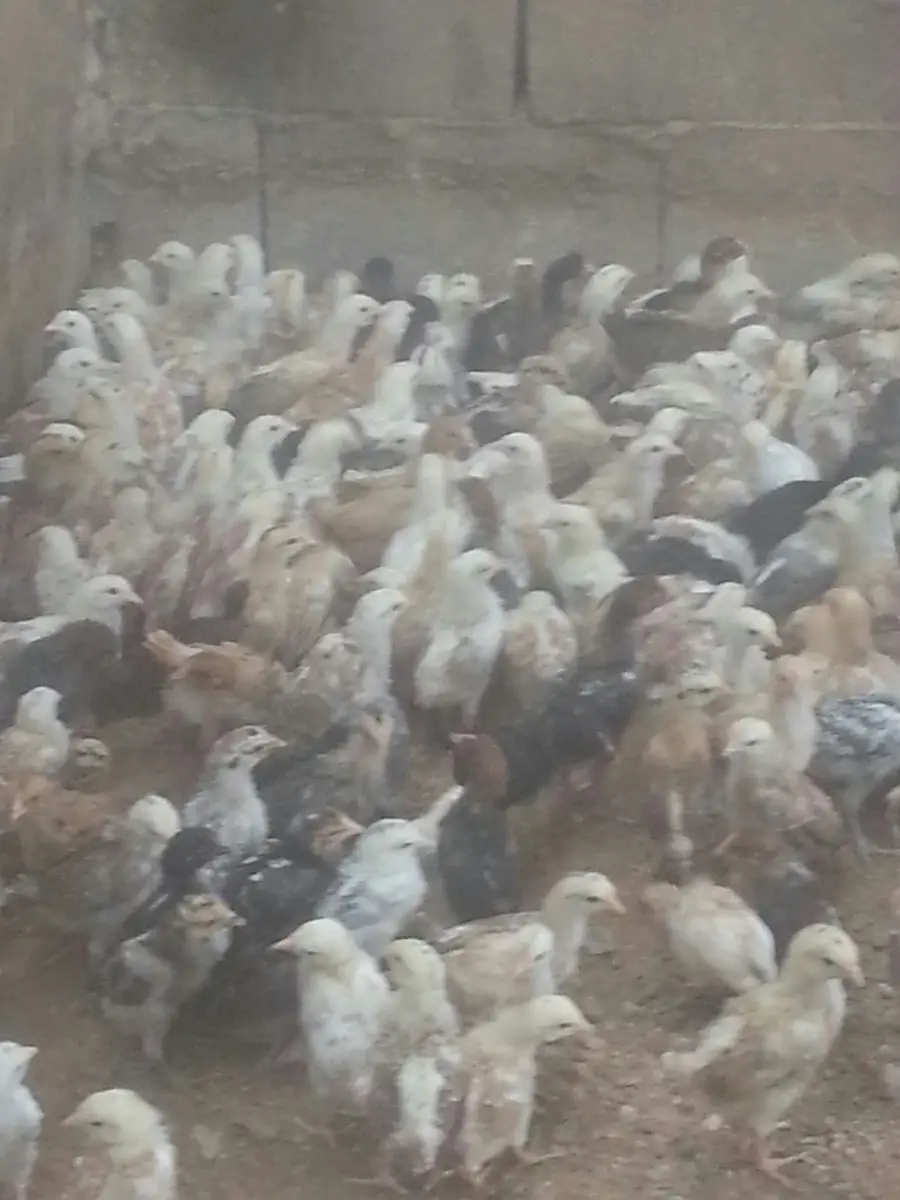 صوص بلدي بريمان (image 4)