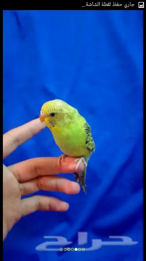 طيور الحب - فرصة لا تُفوّت! (image 2)