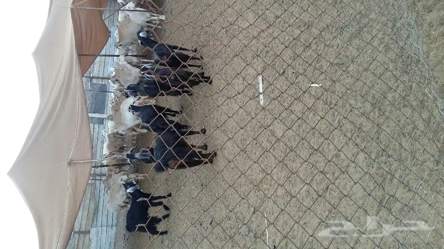 حليب وأعلاف للخيول - كميات محدودة!