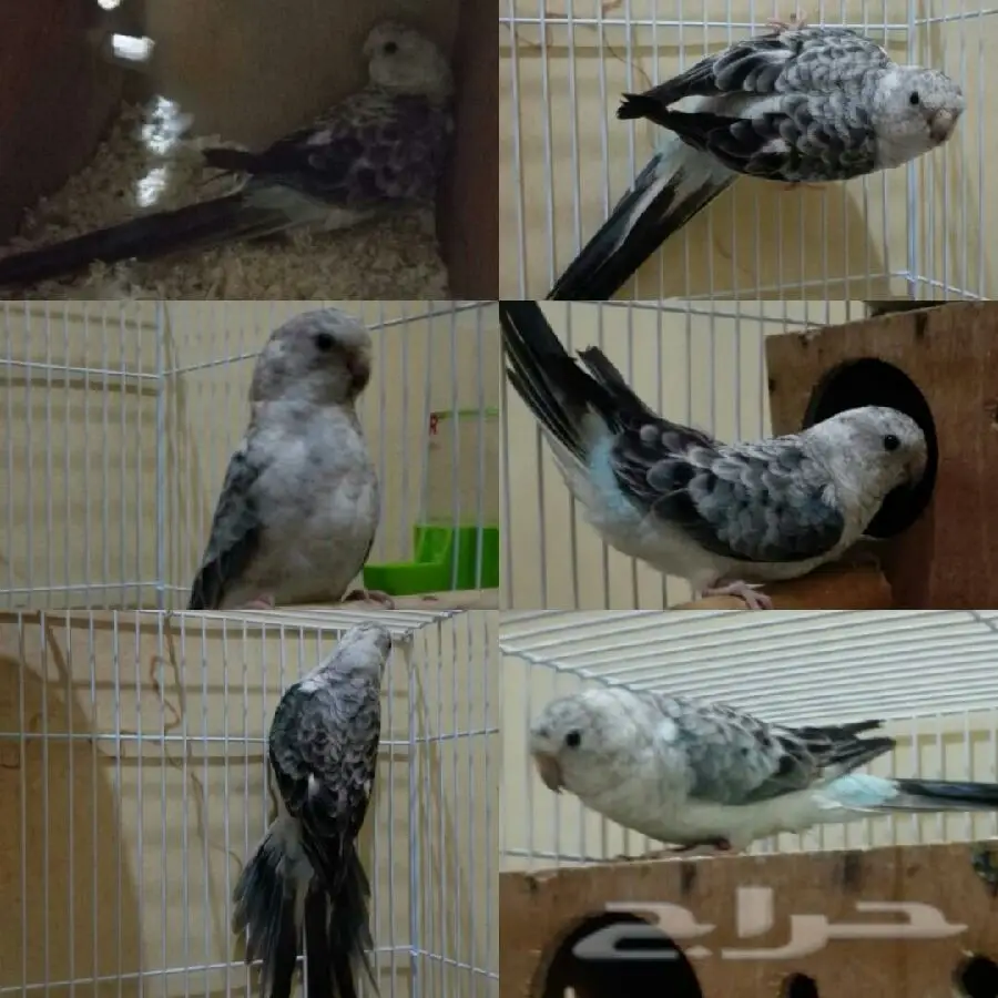 زوج براكتي بايض - فرصة ذهبية!