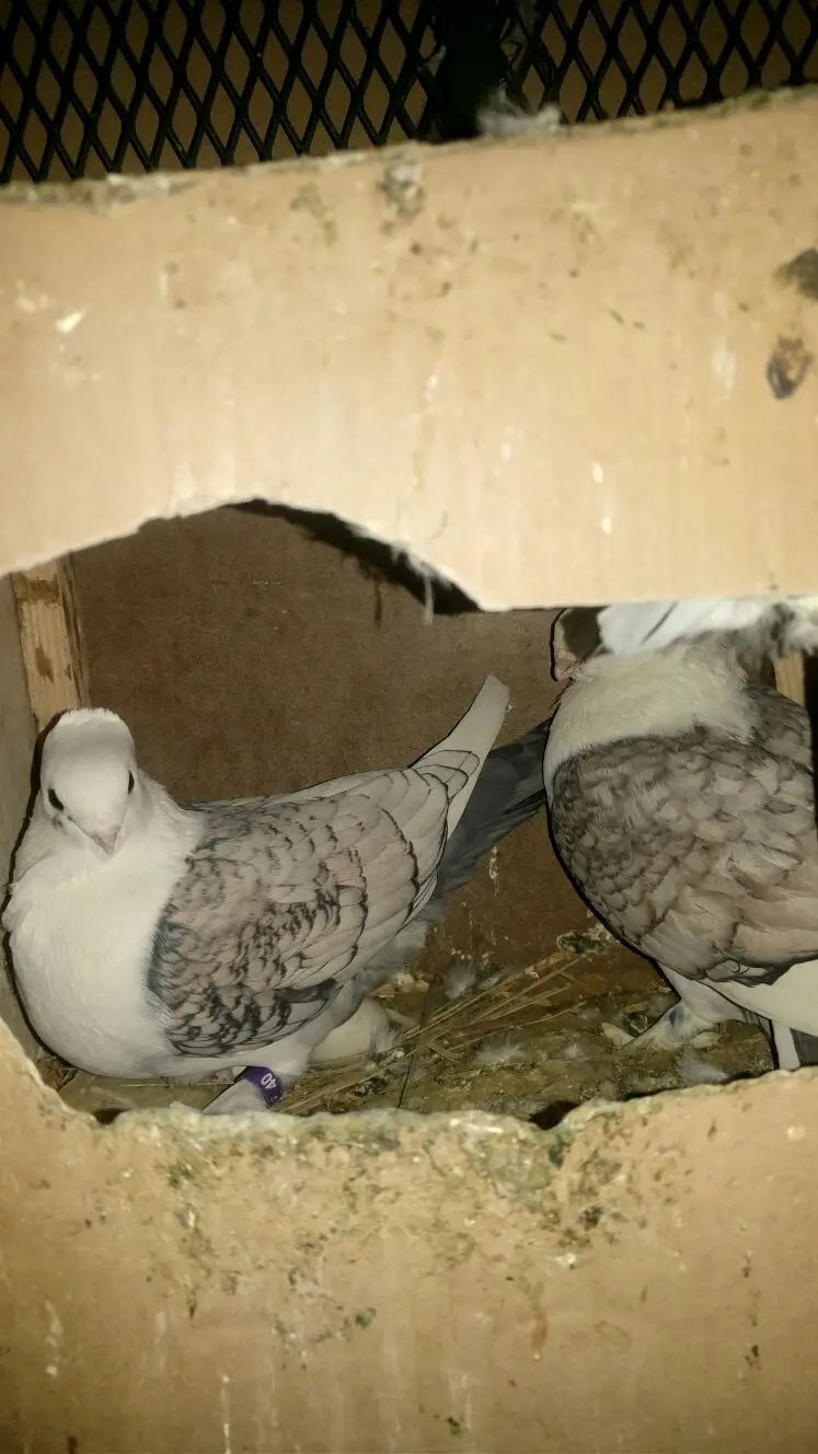 رقاص هولندي وحب رمان. للبدل (image 1)