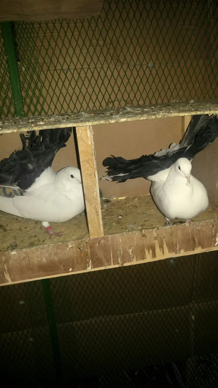 رقاص هولندي وحب رمان. للبدل (image 4)
