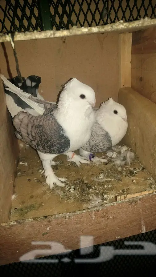 جوزين حب رمان شرط انتاج (image 4)