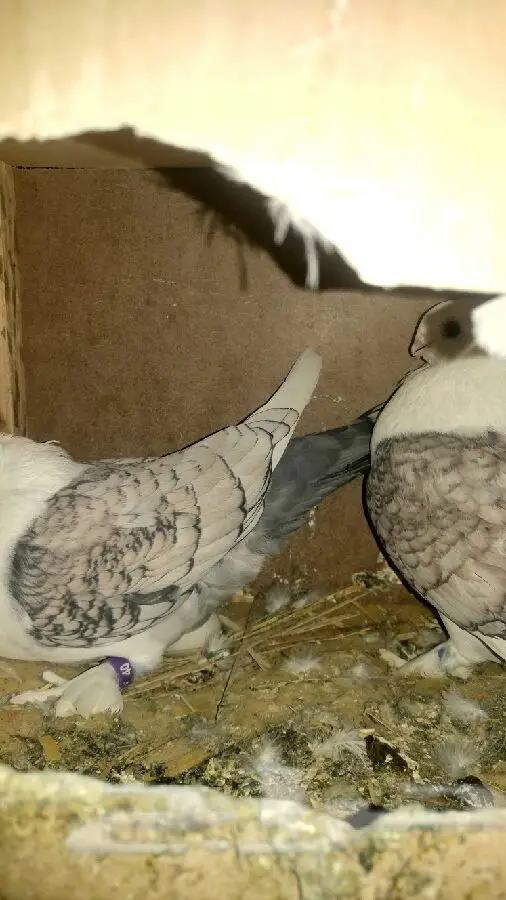 جوزين حب رمان شرط انتاج (image 2)