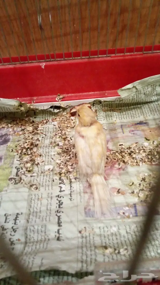 انثى كناري للحسون جاهزه على الاخر (image 1)