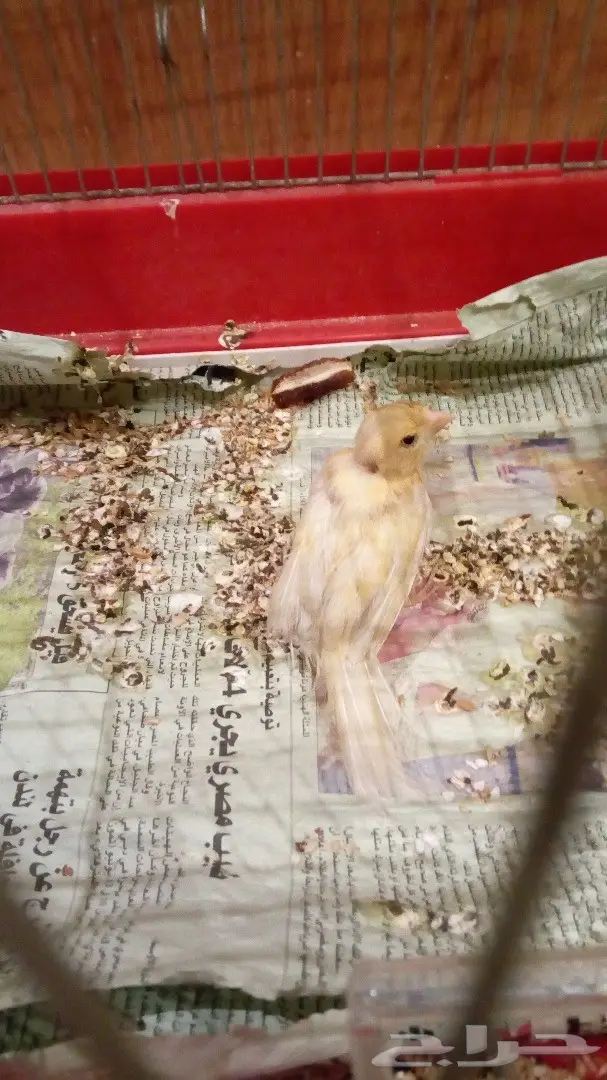 انثى كناري للحسون جاهزه على الاخر (image 2)