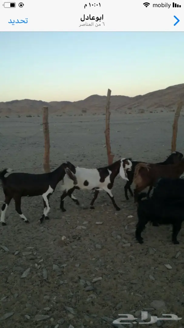 للبيع (image 4)