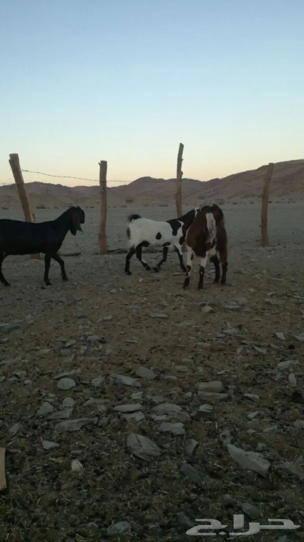 للبيع (image 6)
