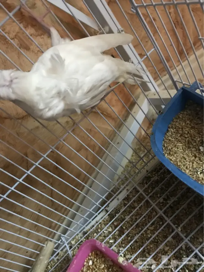 هوقو ابيض انثي عيون حمرا  (image 4)
