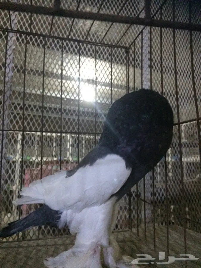 اجواز نفاخ مكتف برلين ذكر نفاخ أزرق (image 8)
