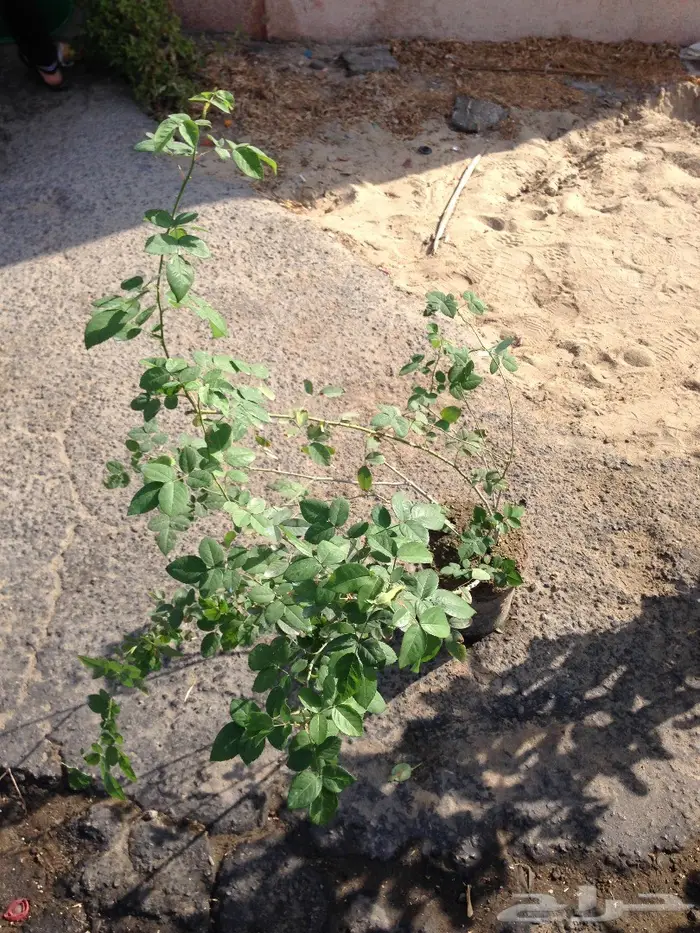 شتلات ورد جوري وردي - شتلات ورد محمدي وردي 10