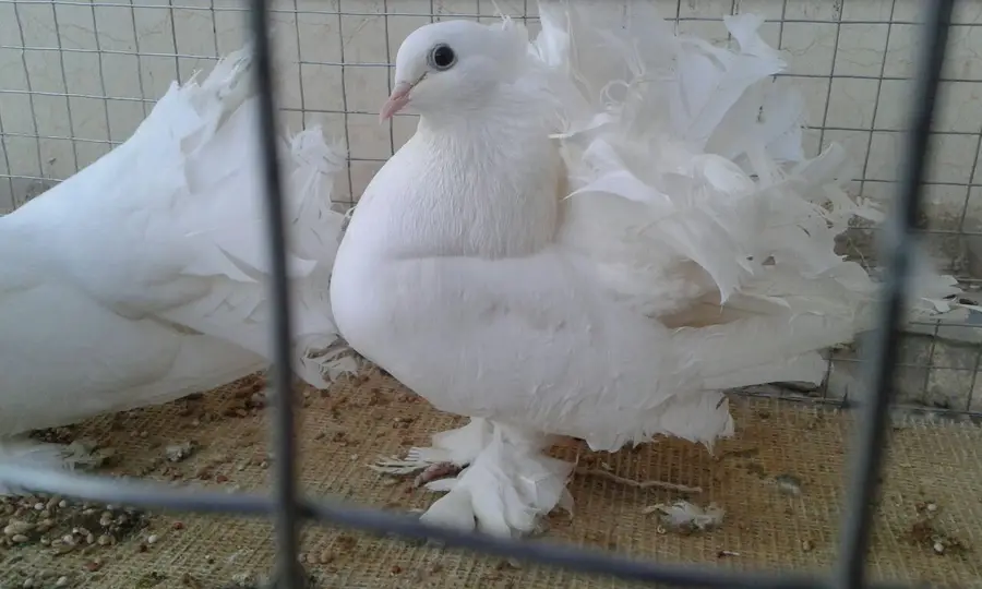 حمام رقاص للبيع هندي (image 1)