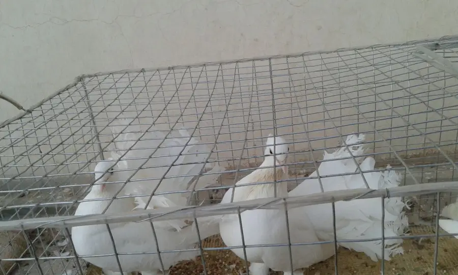 حمام رقاص للبيع هندي (image 2)
