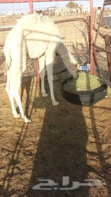 للبيع حوار ظيار . سعره مناسب  (image 1)