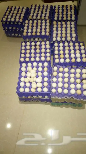 بيض فيومي مخصب الطبق ب 35 ريال  (image 3)