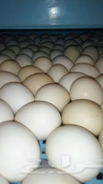 بيض فيومي مخصب الطبق ب 35 ريال  (image 5)