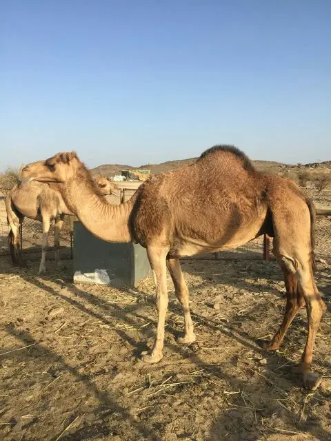 نياق للبيع (image 2)