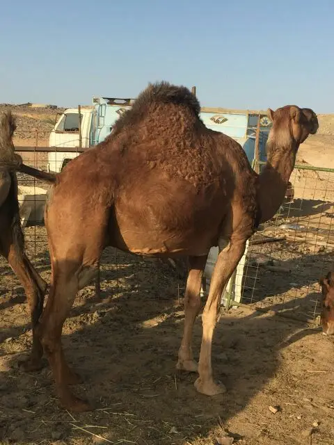 نياق للبيع (image 3)