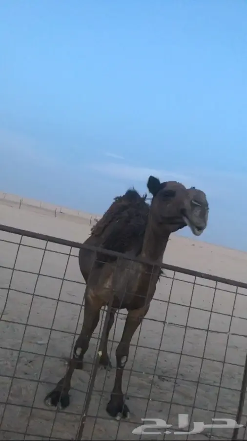 مجهم لقحه ملاقي (image 1)