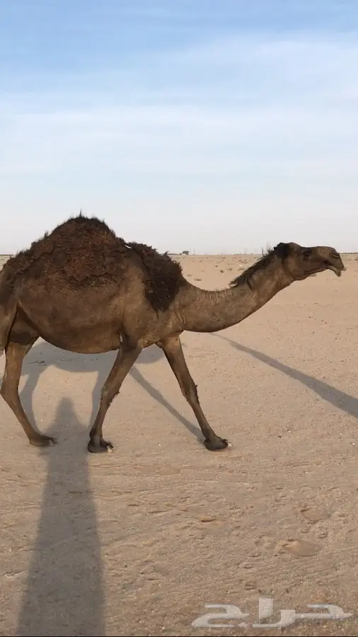 مجهم لقحه ملاقي (image 2)