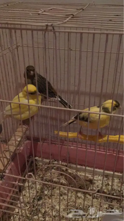 13 حبه مشكل (image 3)