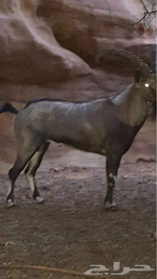بدون وعول صيد حر للبيع (image 8)