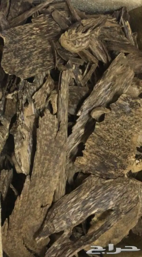 روعة العود اللاوسي.السوبر من الغابات الطبيعيه 6