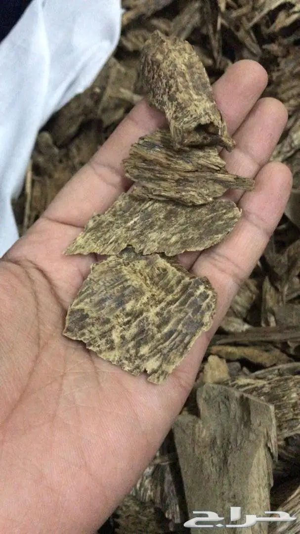 روعة العود اللاوسي.السوبر من الغابات الطبيعيه 2