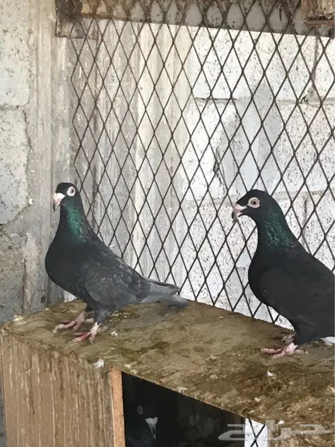 حمام نوع مراسيل اسود (image 4)