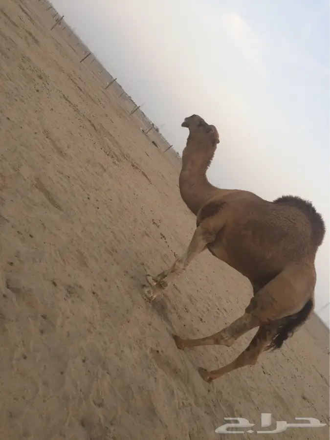 بعير اشعل مزيون للبيع (image 4)