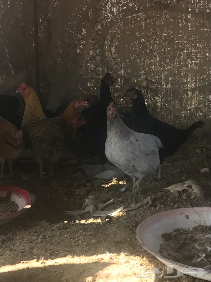 دجاج للبيع (image 3)