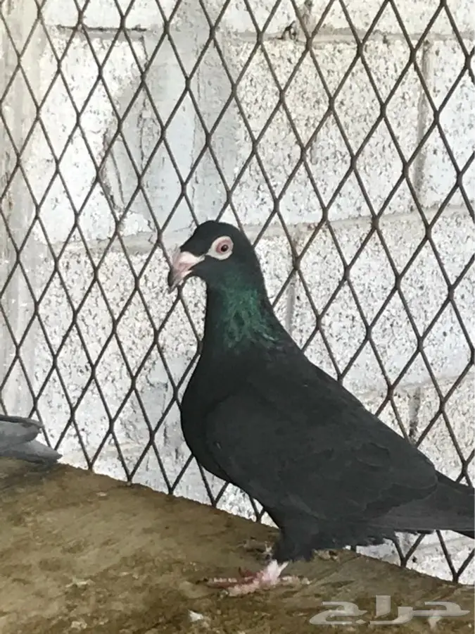 حمام نوع مراسيل اسود (image 3)