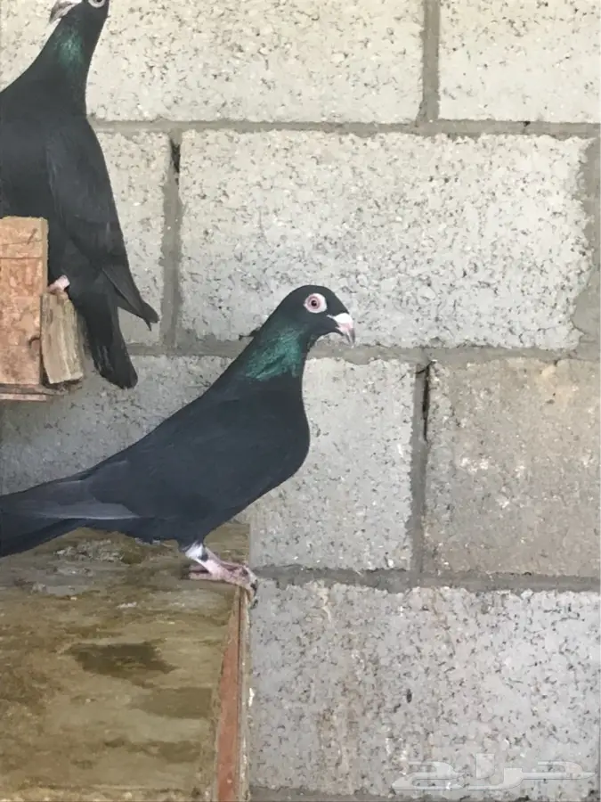 حمام نوع مراسيل اسود (image 2)