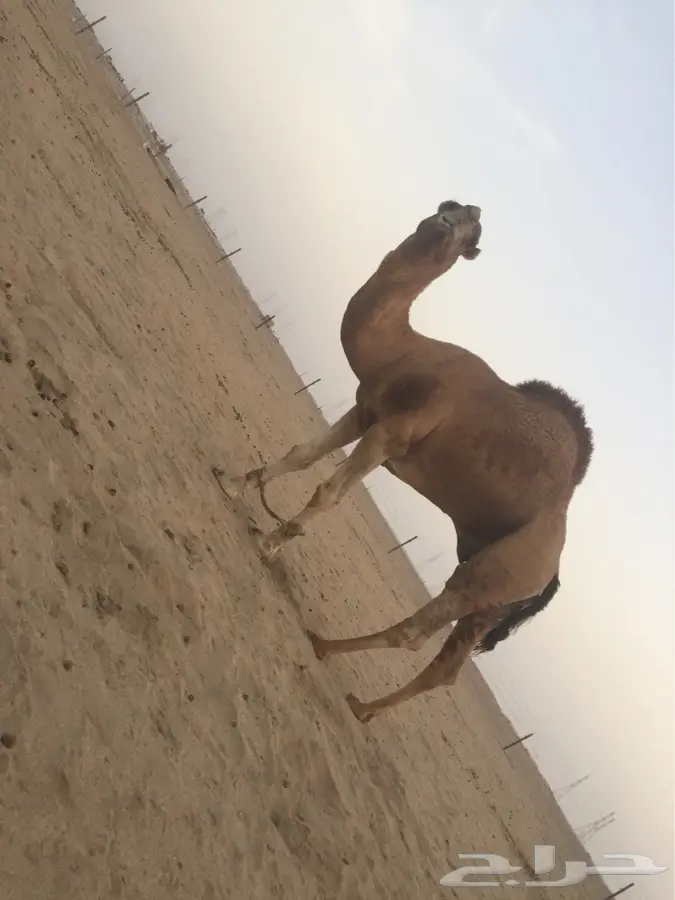 بعير اشعل مزيون للبيع (image 5)